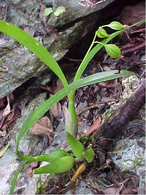 Encyclia cochleata
