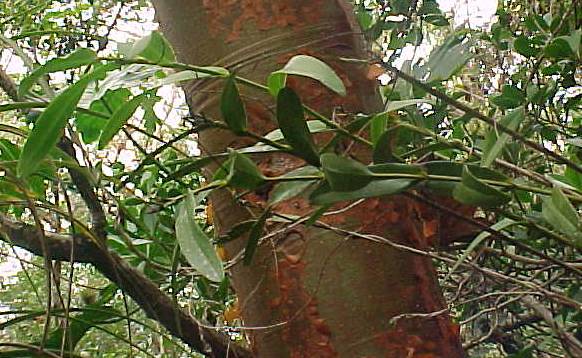Epidendrum nocturnum