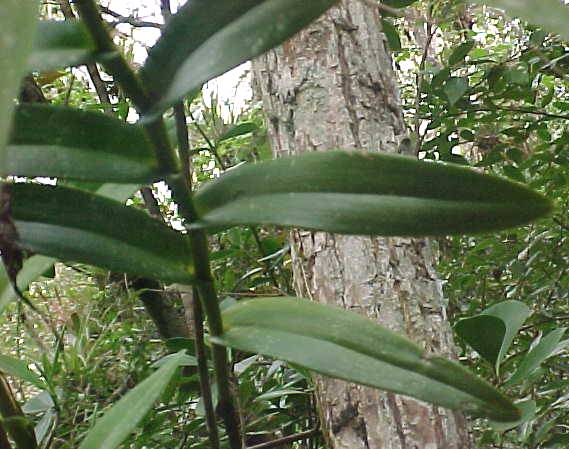 Epidendrum nocturnum, leaves