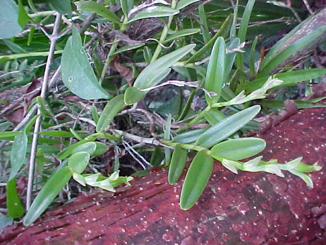 Epidendrum rigidum