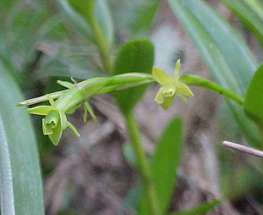 Epidendrum rigidum, flores