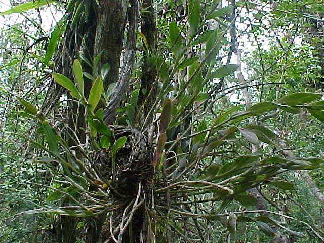 Epidendrum secundum