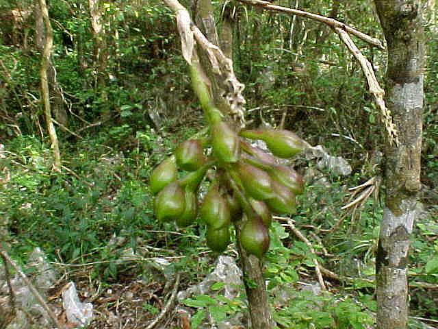 Epidendrum secundum, fruit