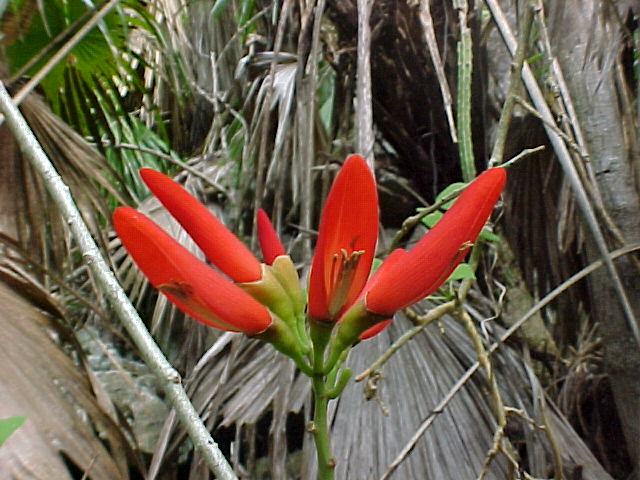 Erythrina cubensis, flores
