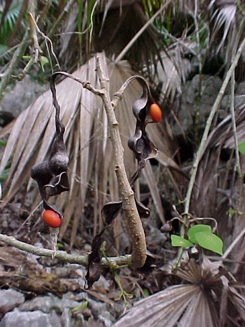 Erythrina cubensis, frutos