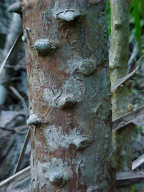 Erythrina cubensis, tronco