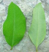 Erythroxylum areolatum