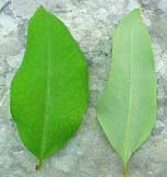Erythroxylum areolatum