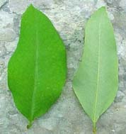 Erythroxylum areolatum