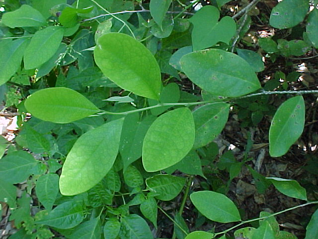 Erythroxylum havanensis, hojas