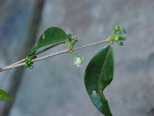 Eugenia rocana, botones