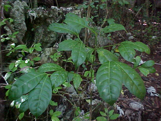 Faramea occidentalis