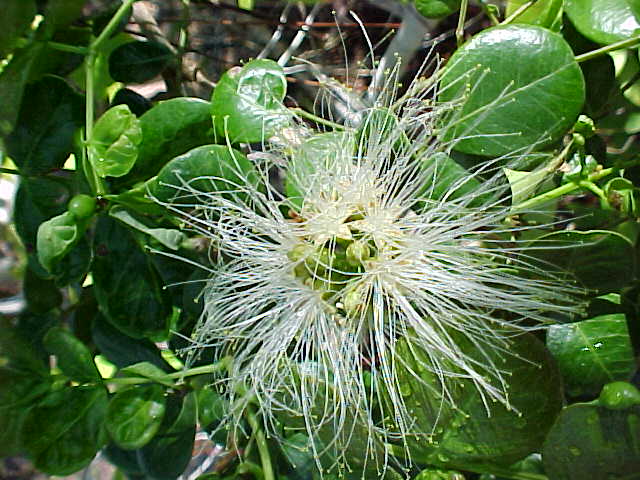 Abarema obovalis, flor
