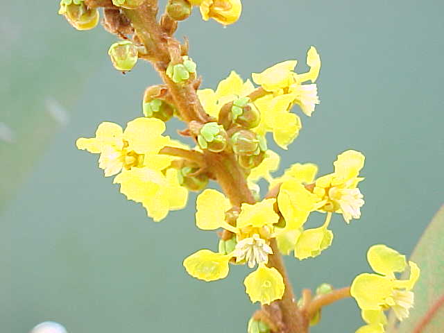 Byrsonima crassifolia, flowers