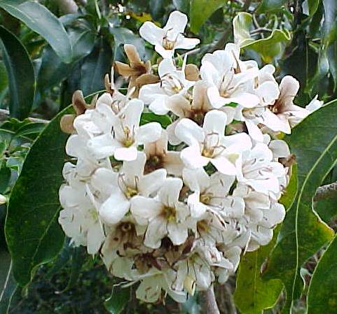 Cordia gerascanthus, flores