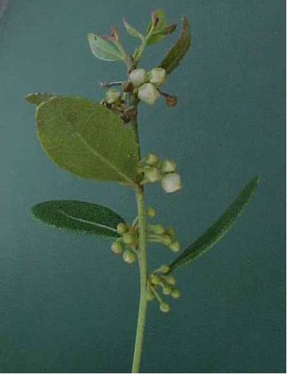 Lyonia myrtilloides, flowers