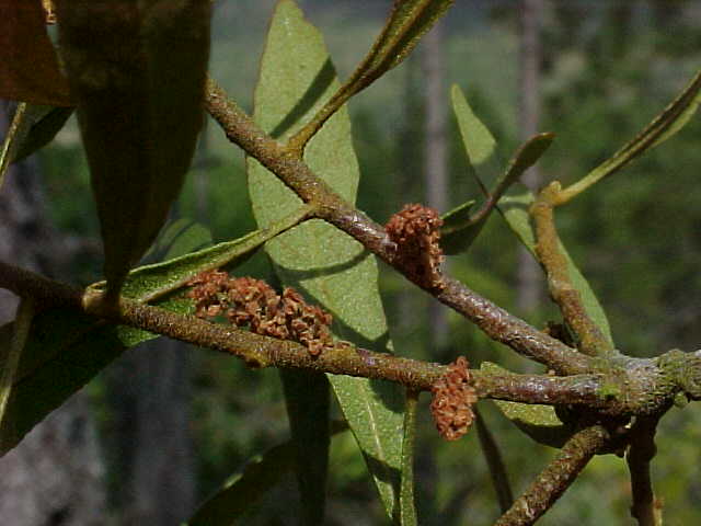 Myrica cerifera, flores masculinas