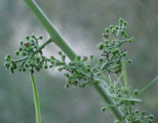 Omphalea hypoleuca, flowers
