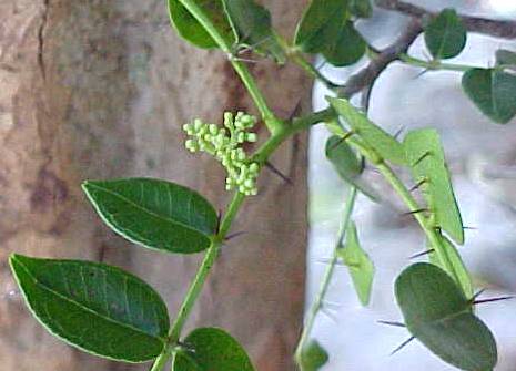 Zanthoxylum pimpinelloides, flowers and leaves with spines on the lower surface