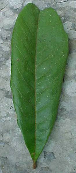 Cupania americana, foliolo