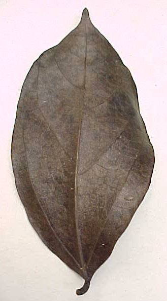 Mucuna urens, foliolo