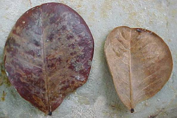 Abarema obovalis, foliolos muertos