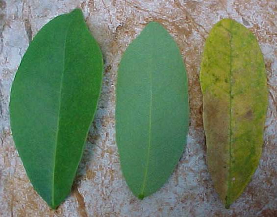 Ateleia gummifera, leaflets