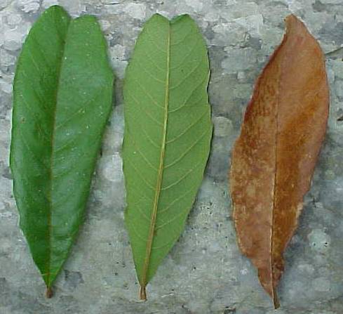 Cupania americana, foliolos vivos (izquierda) foliolo muerto (derecha) / Cupania americana, living leaflets (left), dead leaflet (right)