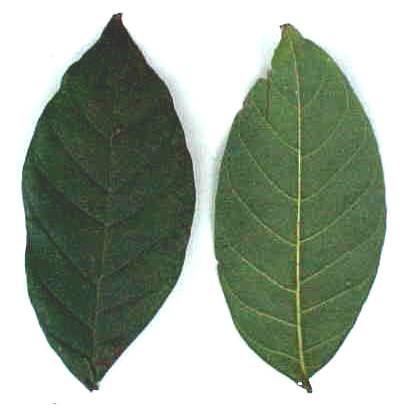 Spathodea campanulata, leaflets