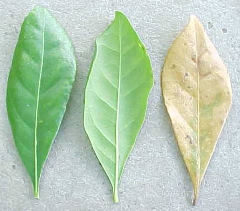 Spondias mombin, living leaflets (left), dead leaflet (right)