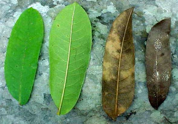 Zanthoxylum martinicense, leaflets