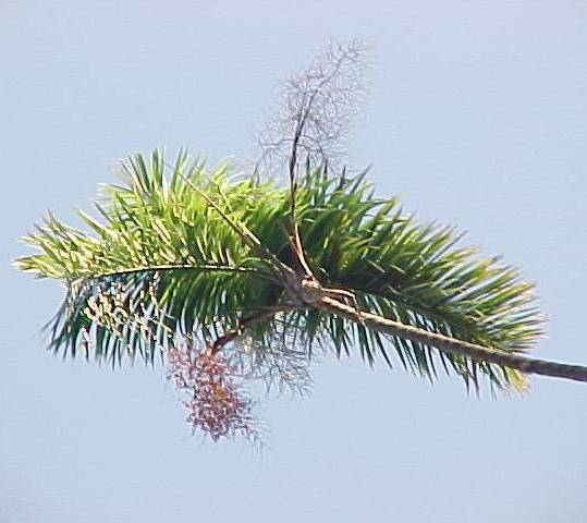 Gaussia princeps, con frutos