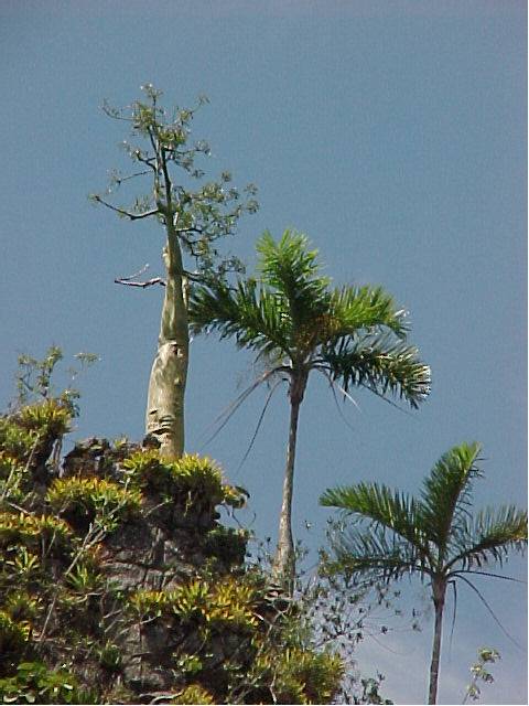 Gaussia princeps (a la derecha)