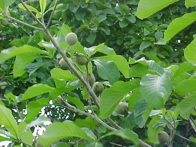 Genipa americana, branch