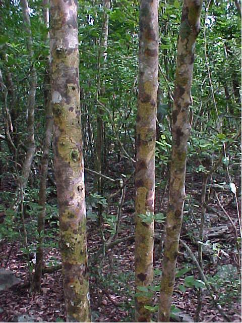 Gossypiospermum praecox, trunks