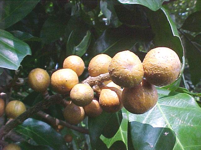 Guarea guidonia, frutos