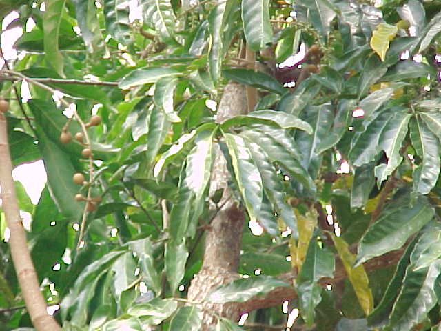Guarea guara