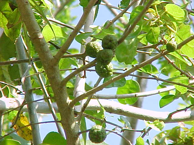 Guazuma ulmifolia, fruit
