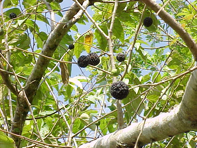 Guazuma ulmifolia, fruit