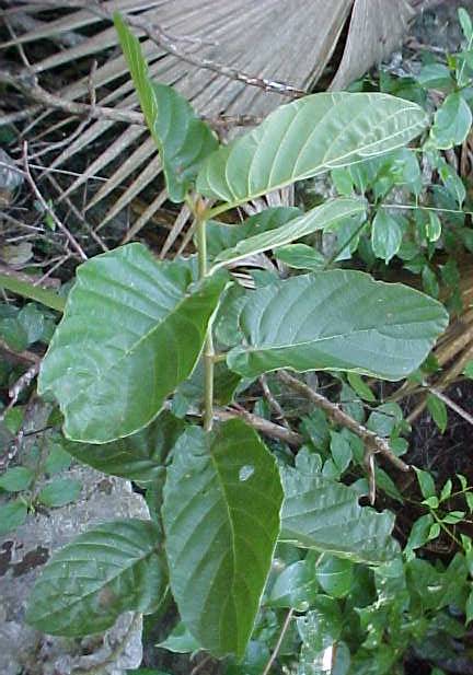 Guettarda calyptrata