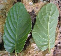 Guettarda calyptrata