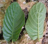 Guettarda calyptrata