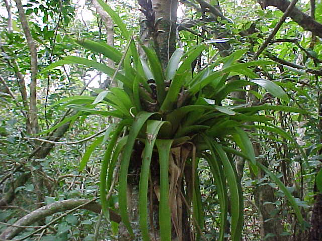 Guzmania monostachya