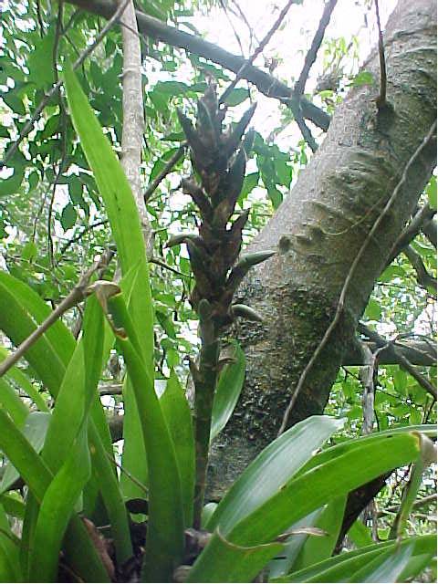 Guzmania monostachya, flower