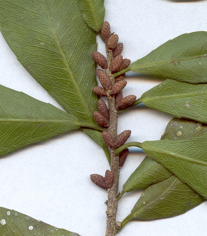 Gymnanthes lucida, inflorescencia (espigas masculinas)