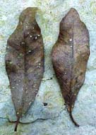 Gymnanthes lucida, hojas muertas