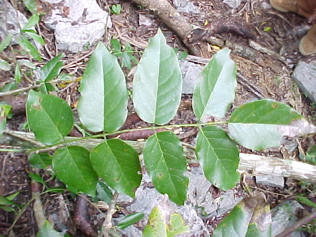 Hebestigma cubense, hoja