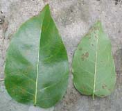 Hebestigma cubense, foliolos vivos