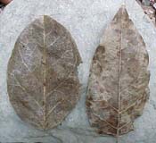 Hebestigma cubense, foliolos muertos