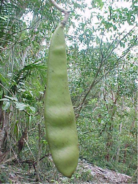 Hebestigma cubense, fruto